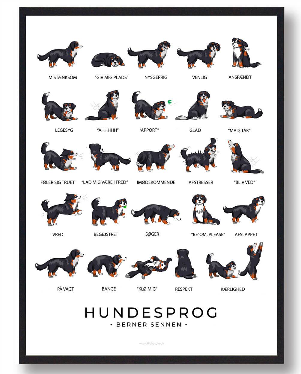 Berner Sennen Hundesprog Plakat - Udforsk Adfærd