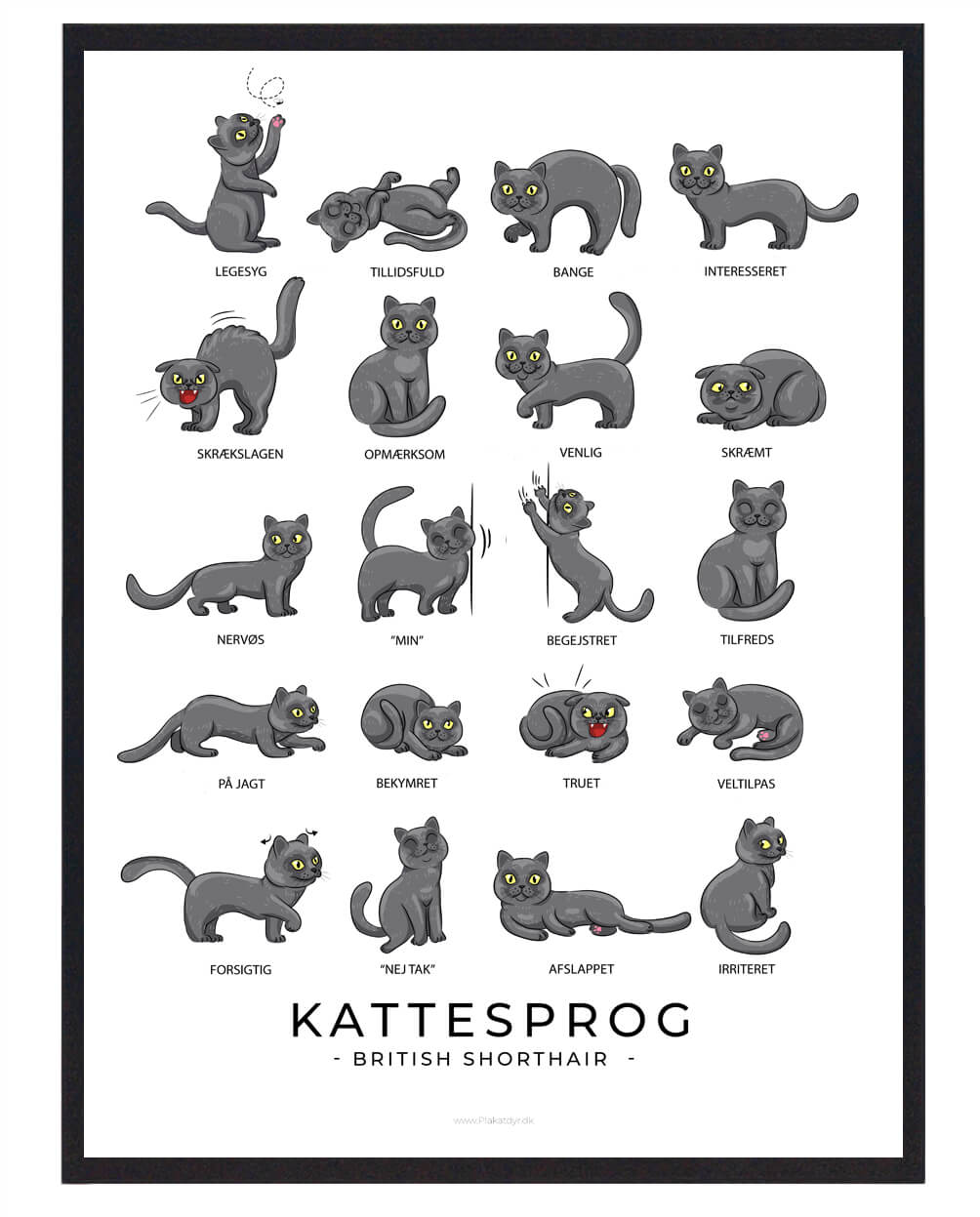 Katteplakat med British Shorthair - Populær Plakat