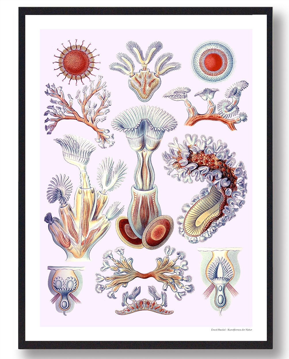 Bryozoa Mosdyr Plakat - Unik Naturplakat til Dit Rum