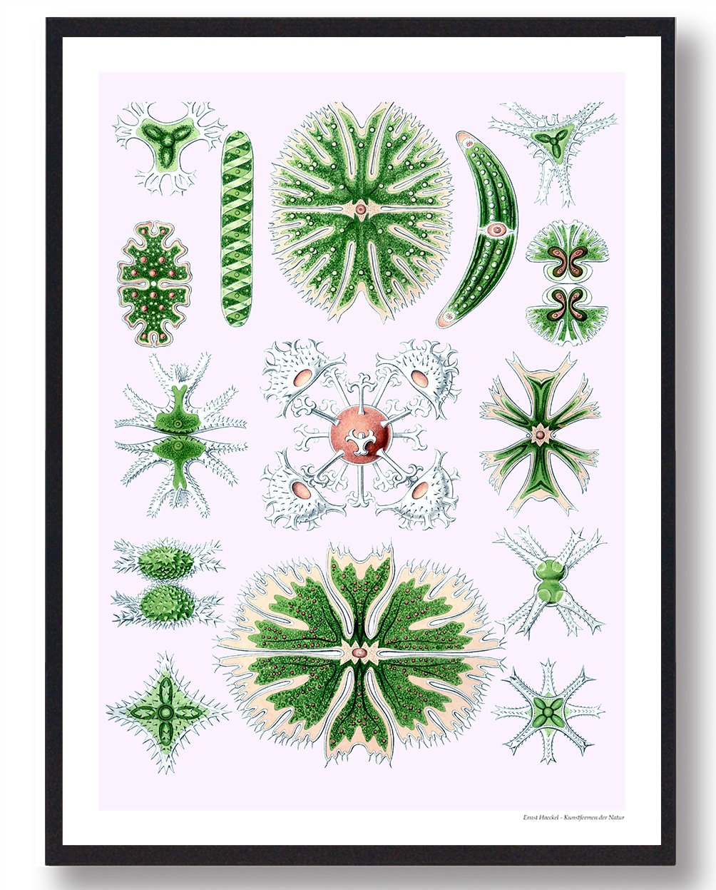 Desmidiales Alger Plakat - Naturplakat Tilbud!