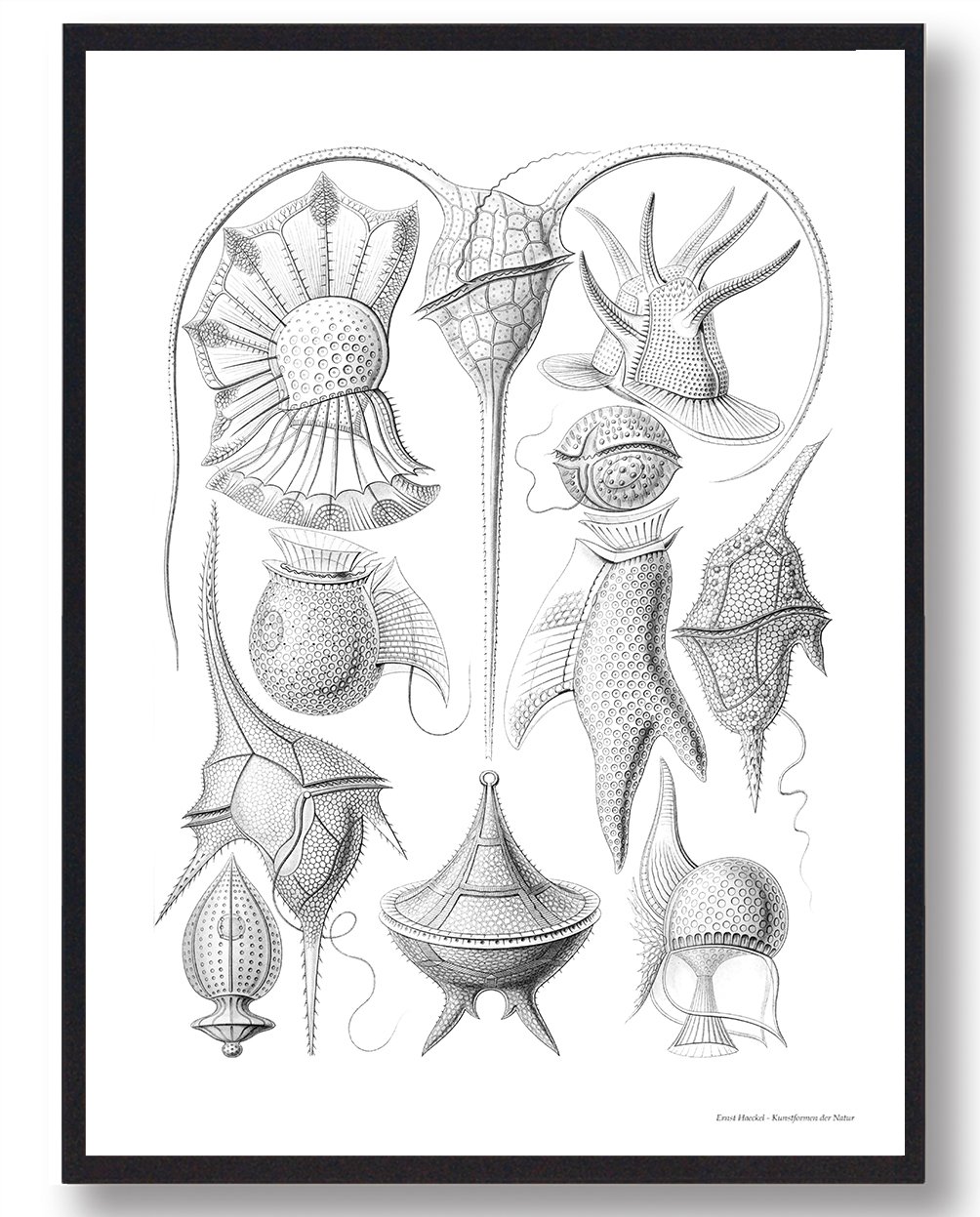 Dinoflagellater Plakat – Unik Naturplakat til Væggen