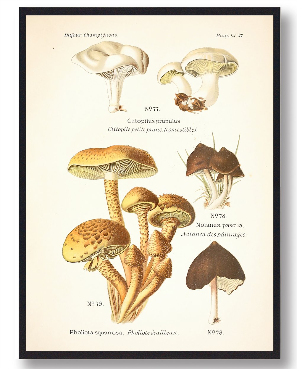 Gråhvid Melhat Svampe Plakat - Fantastisk Tilbud!