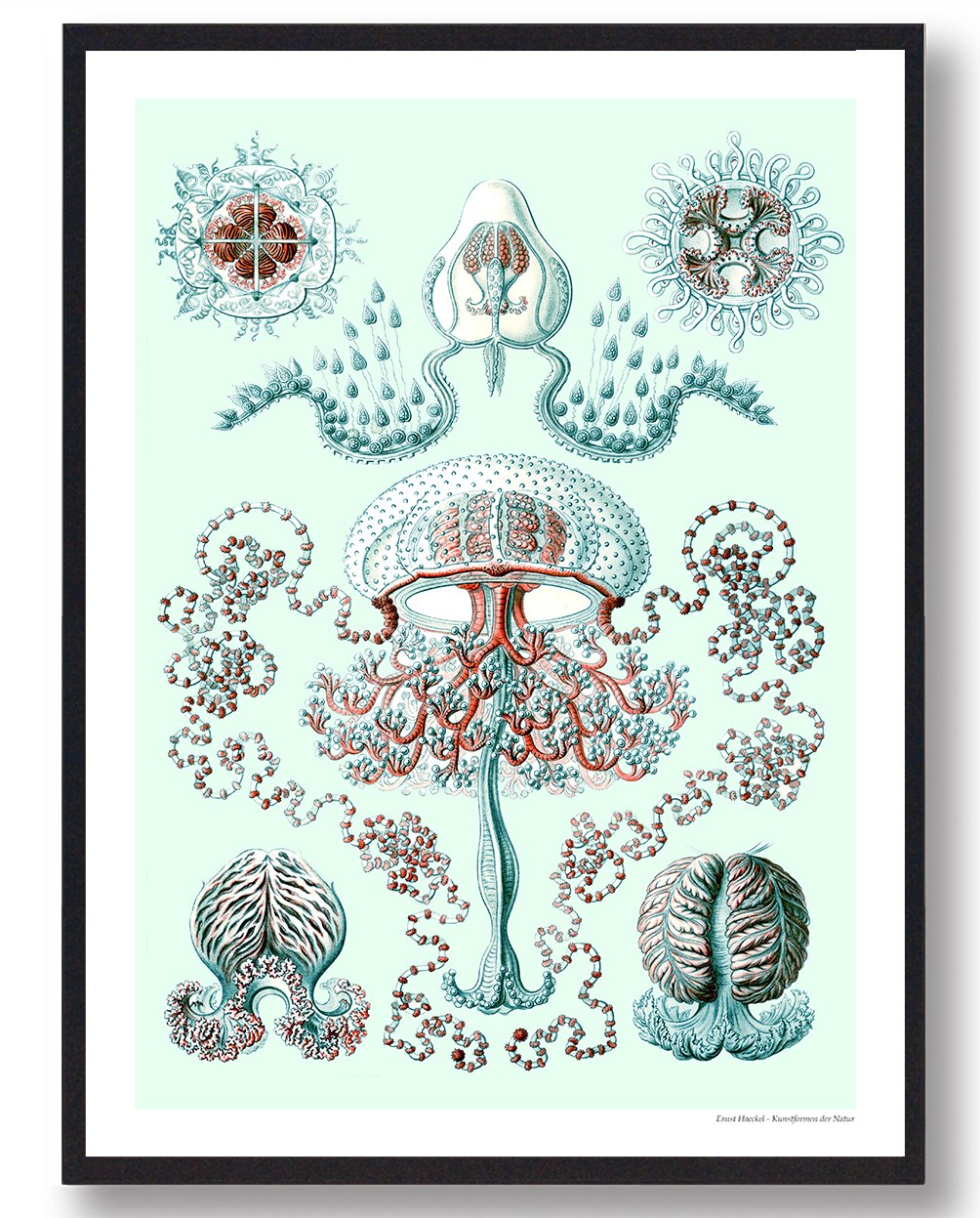 Hydrozoaner Plakat – Smuk naturplakat til dit hjem