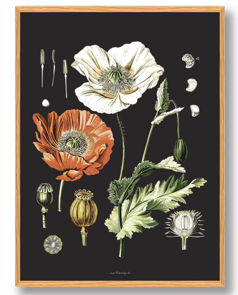 Köhler Apos Naturplakat med Medizinalplanter