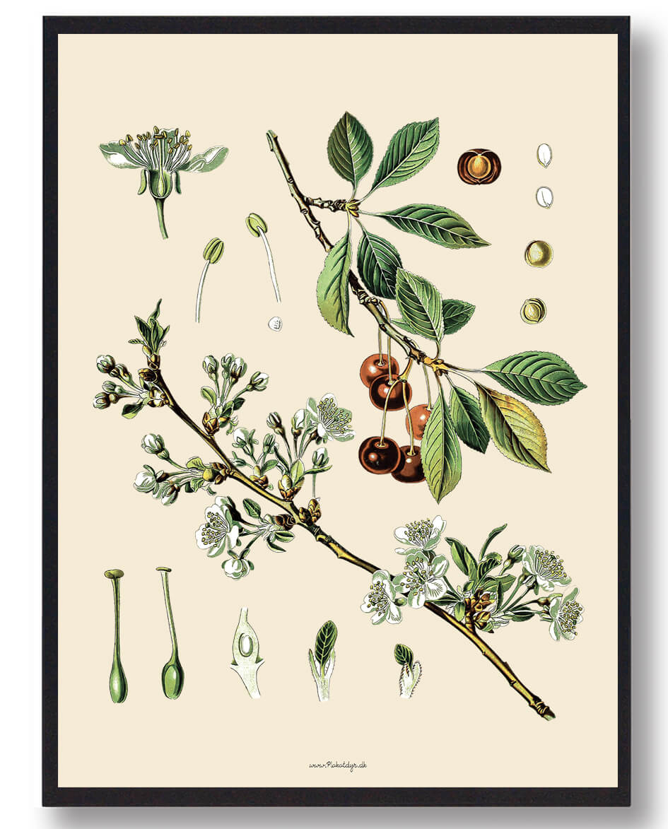 Köhler Apos Medicinalplanter Naturplakat - Nostalgisk Design