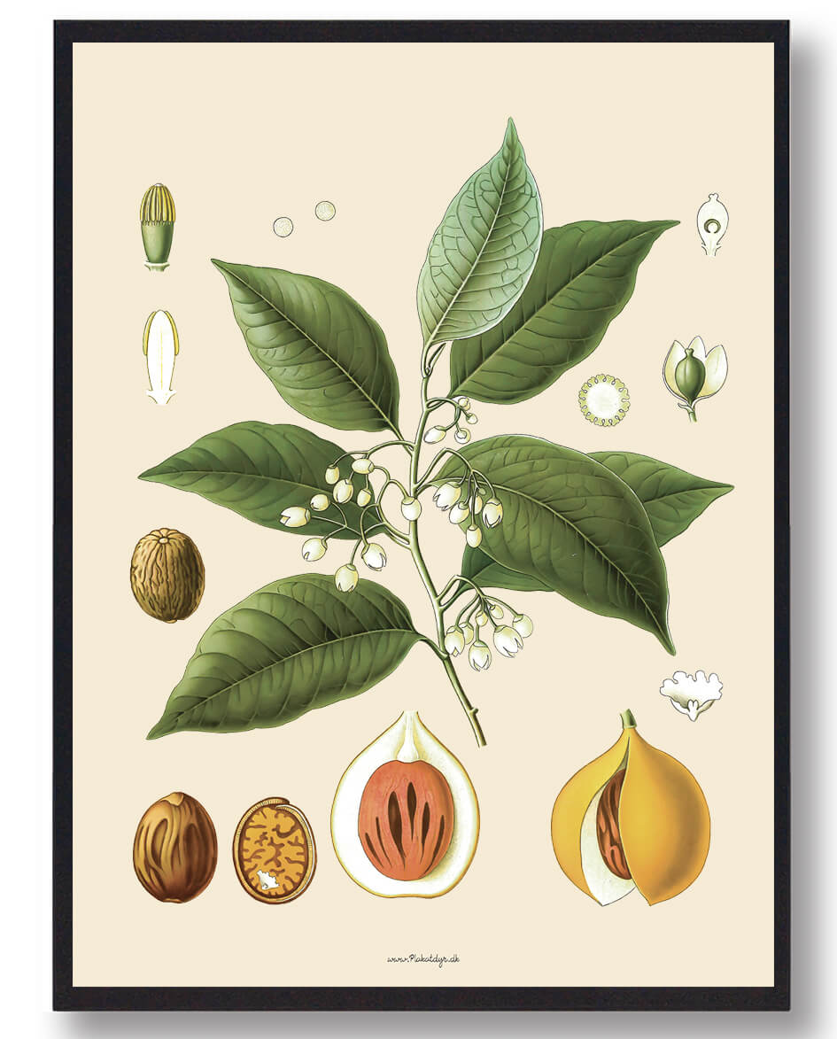 Köhler Apos Medizinalplanter Naturplakat - Nostalgisk Kunst