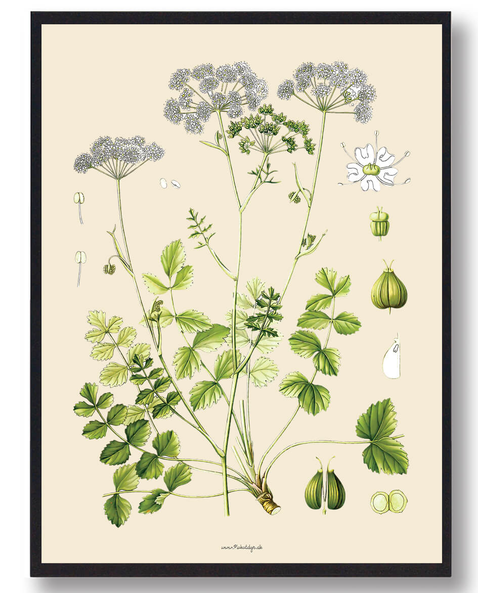 Köhler Apos Medicinalplanter Naturplakat - Nostalgisk Design