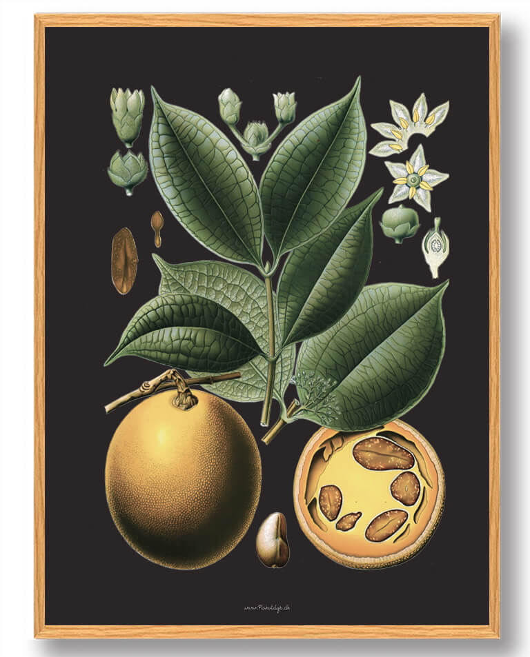 Köhler Apos Naturplakat med Medizinalplanter