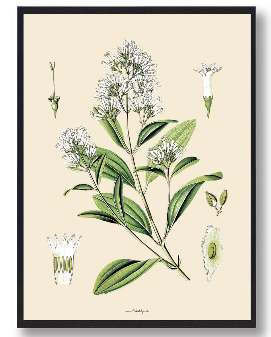 Köhler Apos Naturplakat med Medicinske Planter - Unik Dekoration