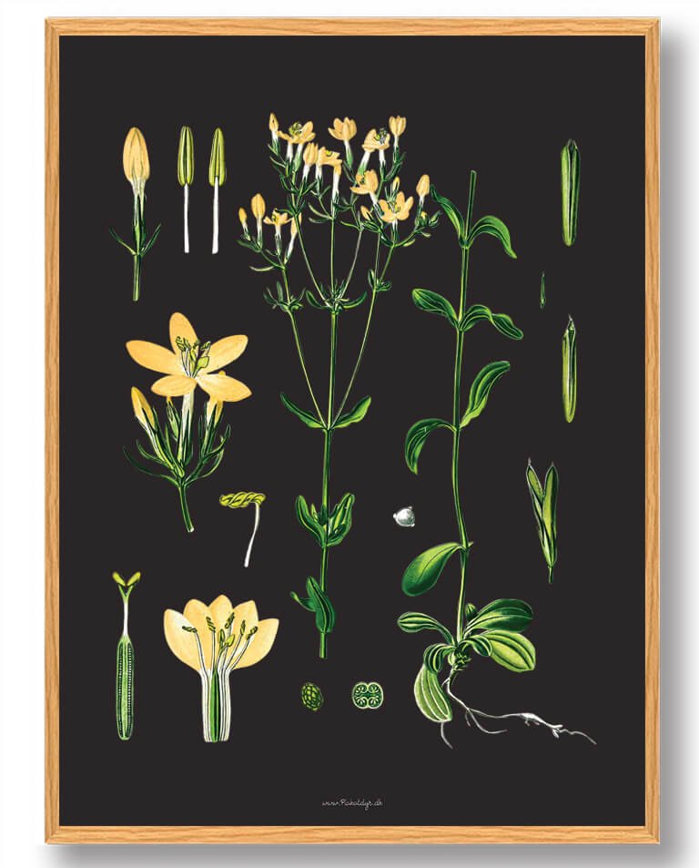 Köhler Apos Naturplakat med Medizinalplanter - Udsalg!