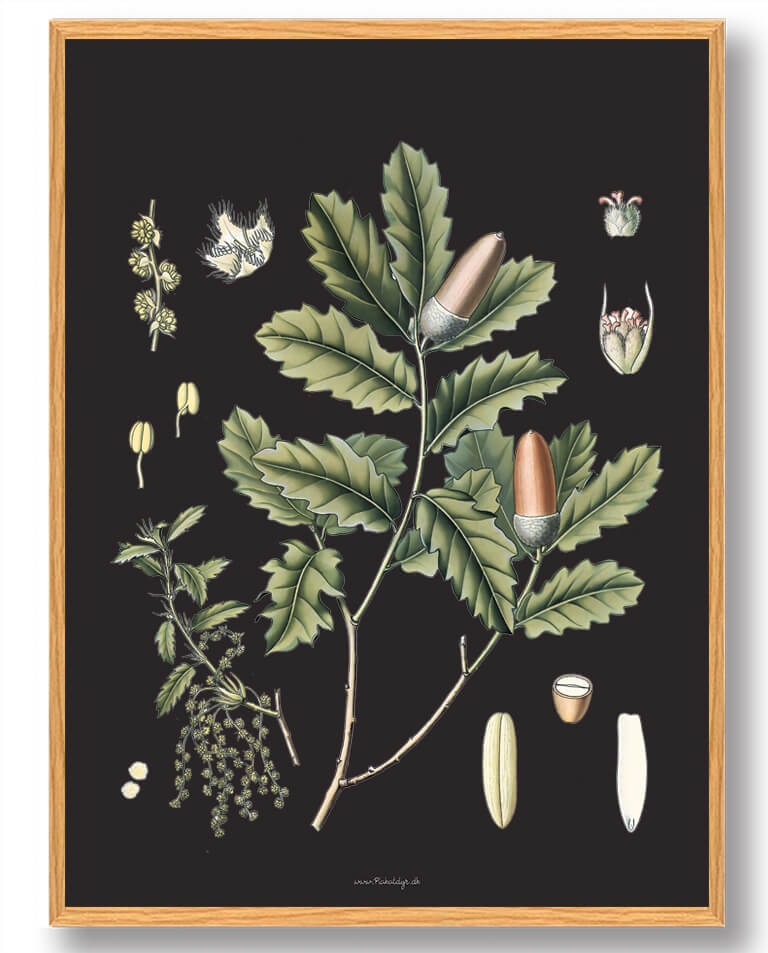 Köhler Apos Medicinalplanter Naturplakat - Nostalgisk Design