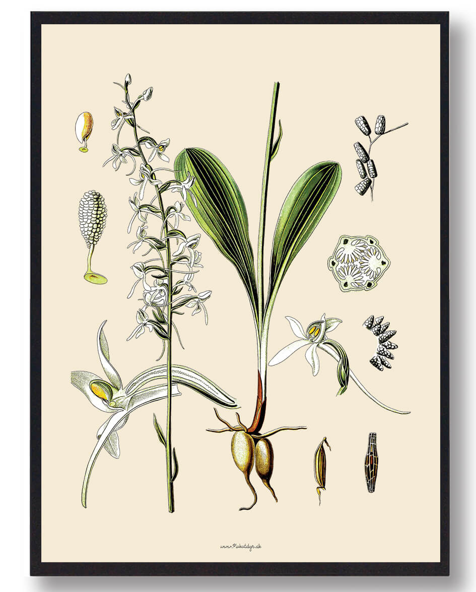 Köhler Apos Medizinalplanter Naturplakat - Nostalgisk Design