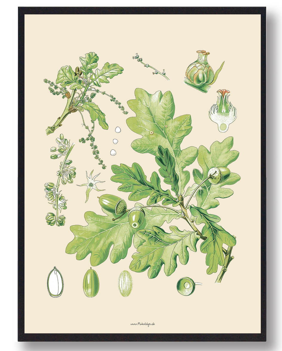 Köhler Apos Naturplakat med Medizinalplanter - Black Friday!