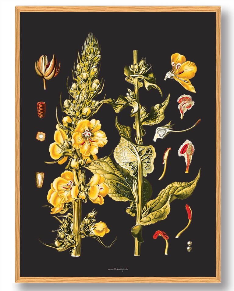 Köhler Apos Medicinalplanter Naturplakat - Nostalgisk Design