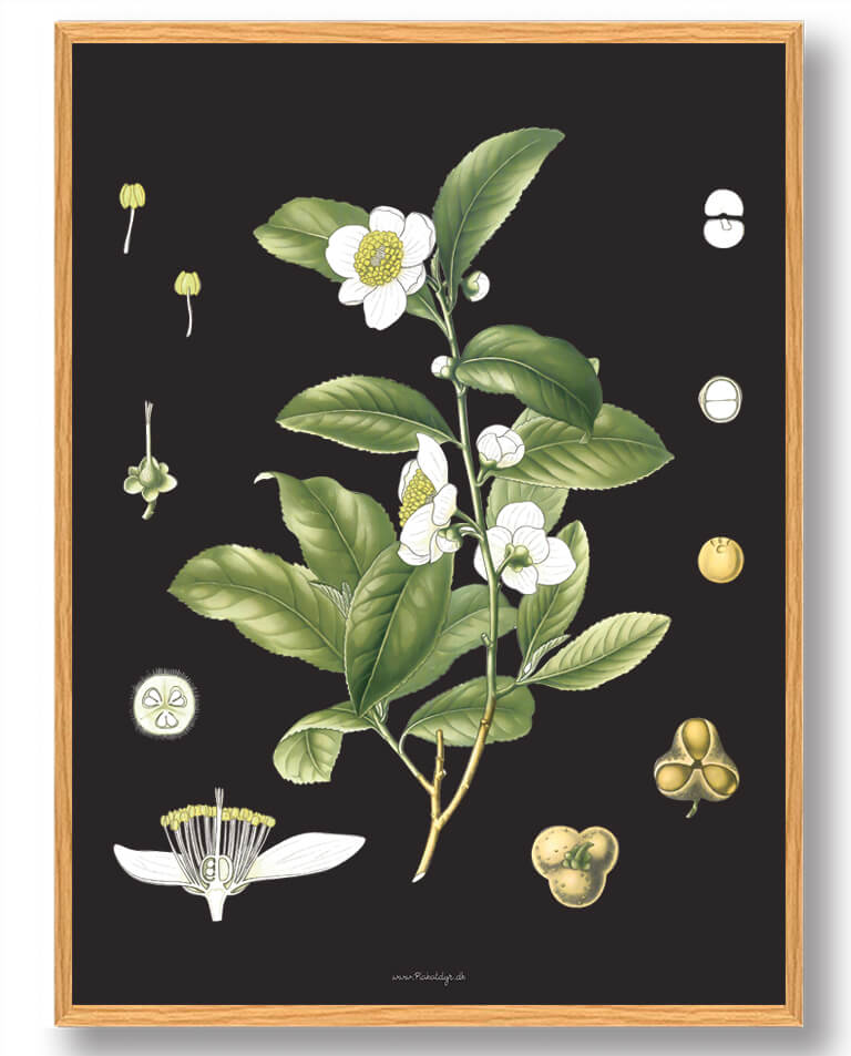 Köhler Apos Medicinalplanter Naturplakat - Nostalgisk Design