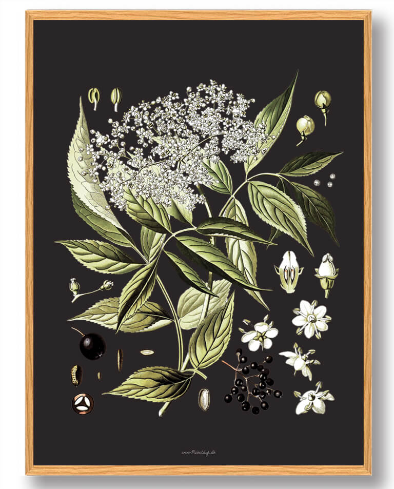 Köhler Apos Medicinalplanter Naturplakat - Nostalgisk Design