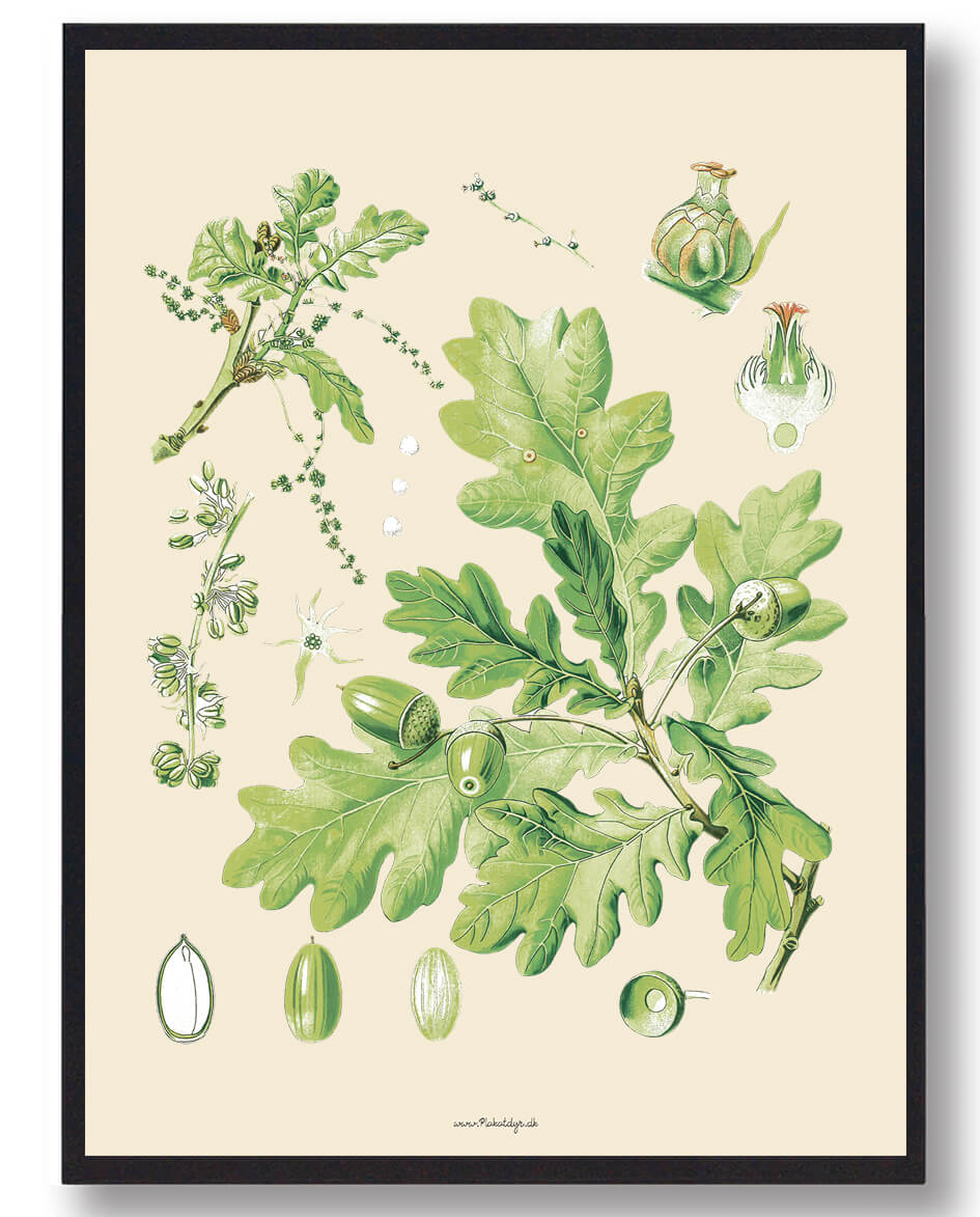 Köhler Apos Medizinalplanter Naturplakat - Nostalgisk Kunst