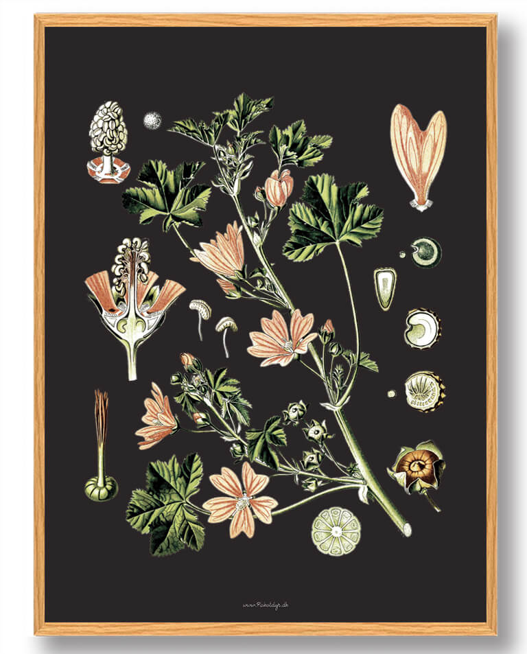Köhler Apos Medicinalplanter Naturplakat - Nostalgisk Design