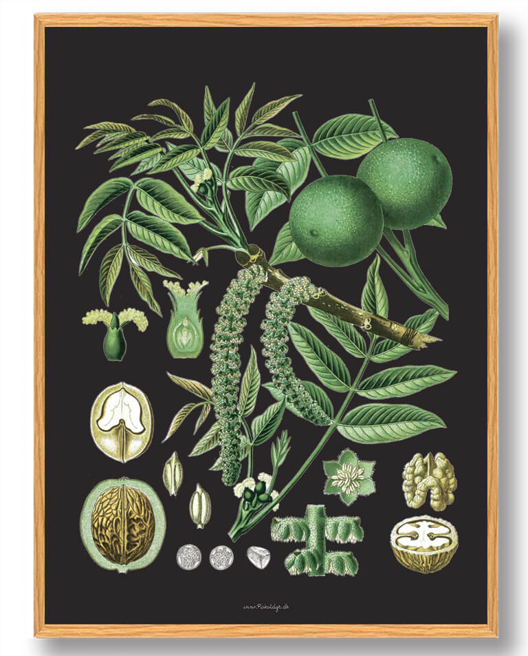 Köhler Apos Naturplakat med Medizinalplanter