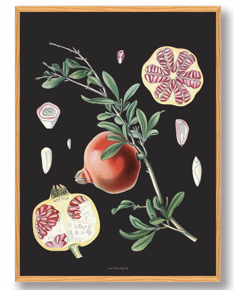 Köhler Apos Naturplakat med Medizinalplanter - Tilbud!