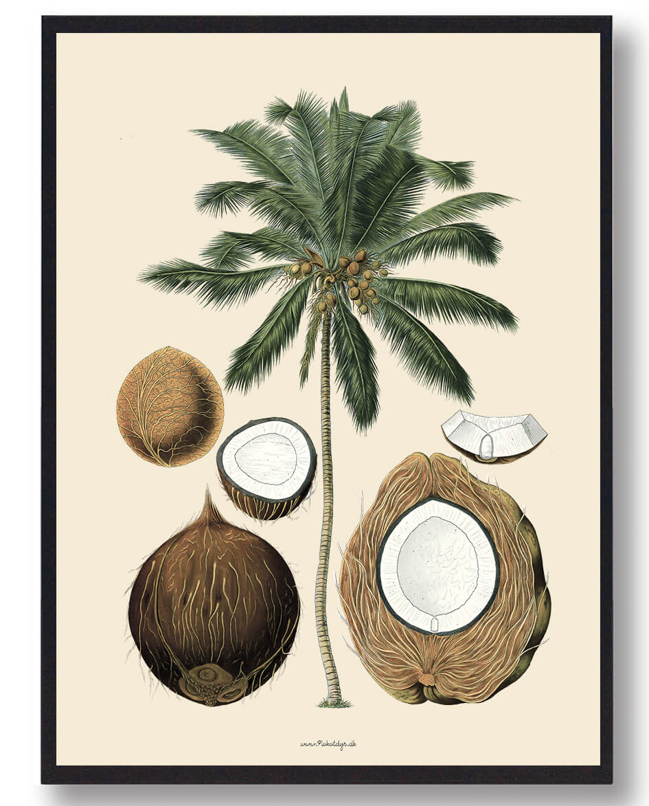 Köhler Apos Medizinalplanter Naturplakat - Nostalgisk Design