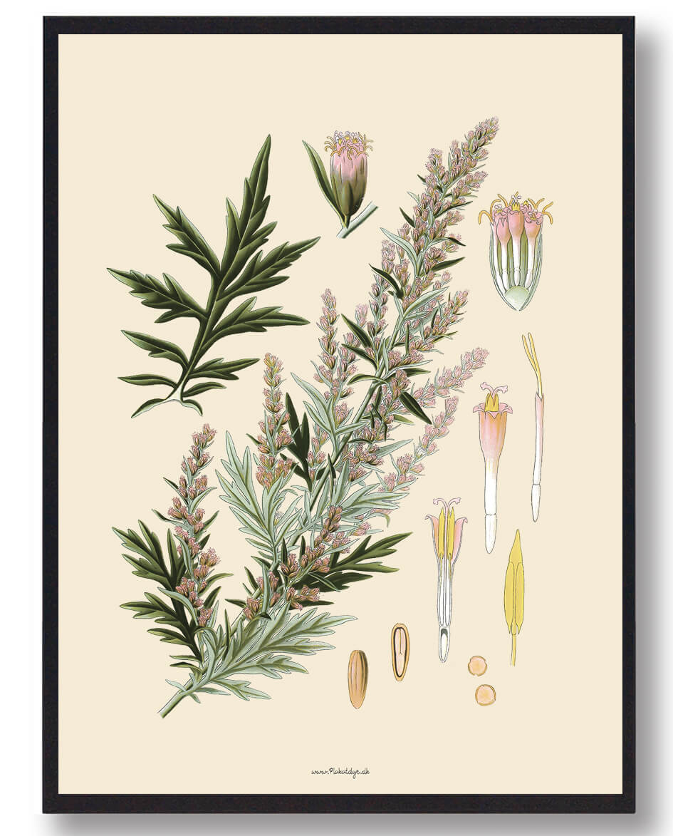 Köhler Apos Naturplakat med Medizinalplanter