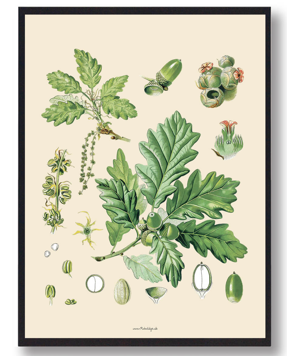 Köhler Apos Naturplakat med Medizinalplanter - Black Friday!