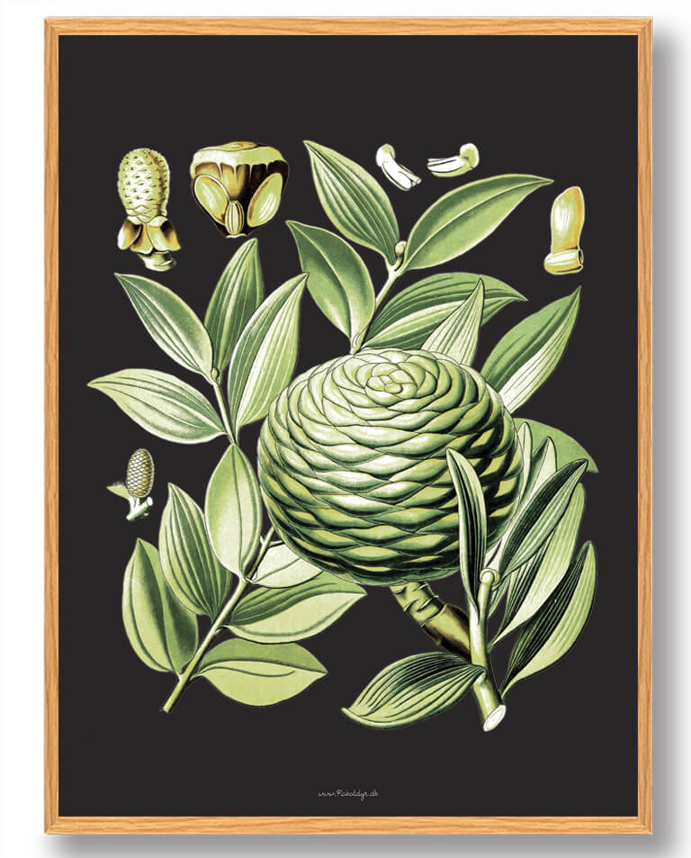 Köhler Apos Medizinalplanter Naturplakat - Nostalgisk Design