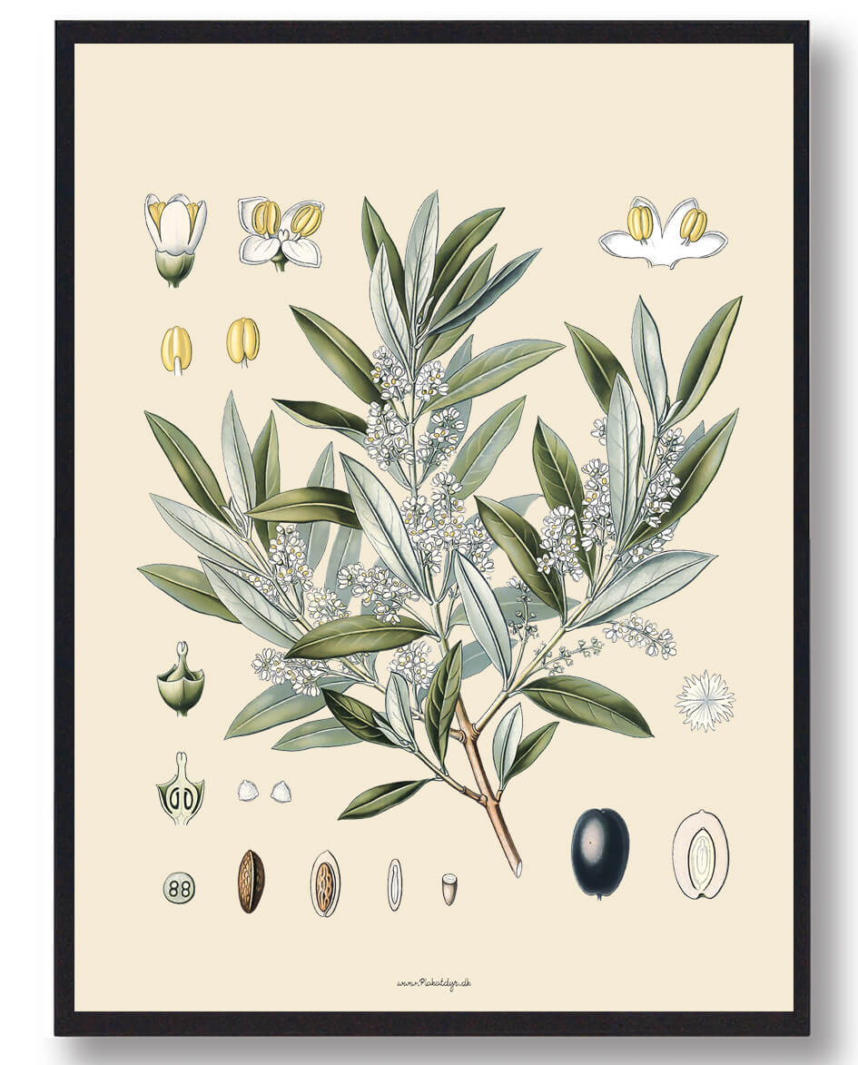 Köhler Apos Medicinalplanter Naturplakat - Nostalgisk Design