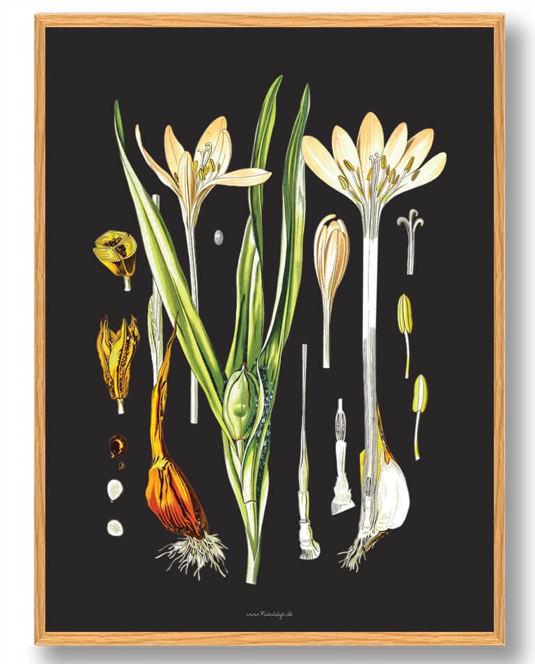 Köhler Apos Naturplakat med Medizinalplanter