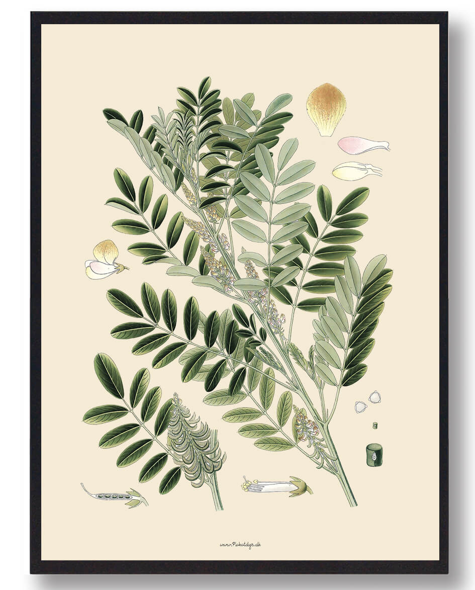 Köhler Apos Naturplakat med Medizinalplanter