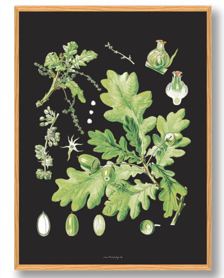 Köhler Apos Medicinalplanter Naturplakat - Nostalgisk Design