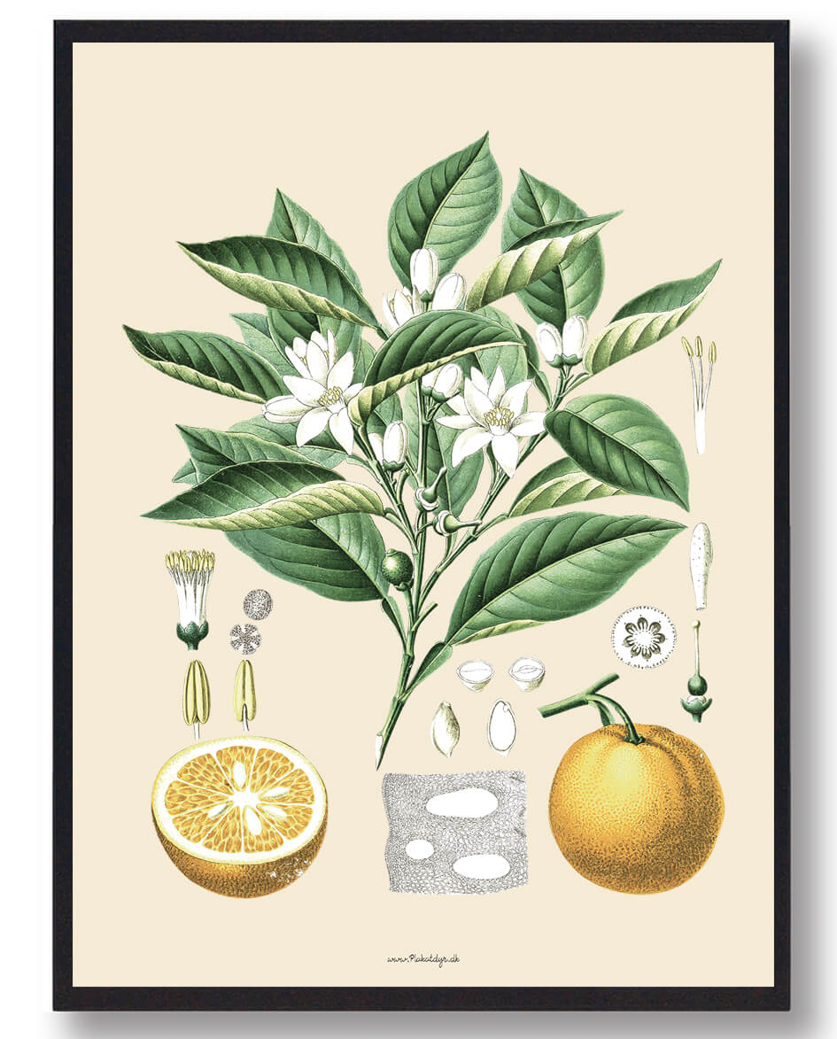 Köhler Apos Naturplakat med Medicinske Planter