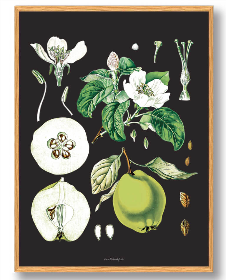 Köhler Apos Naturplakat med Medizinalplanter