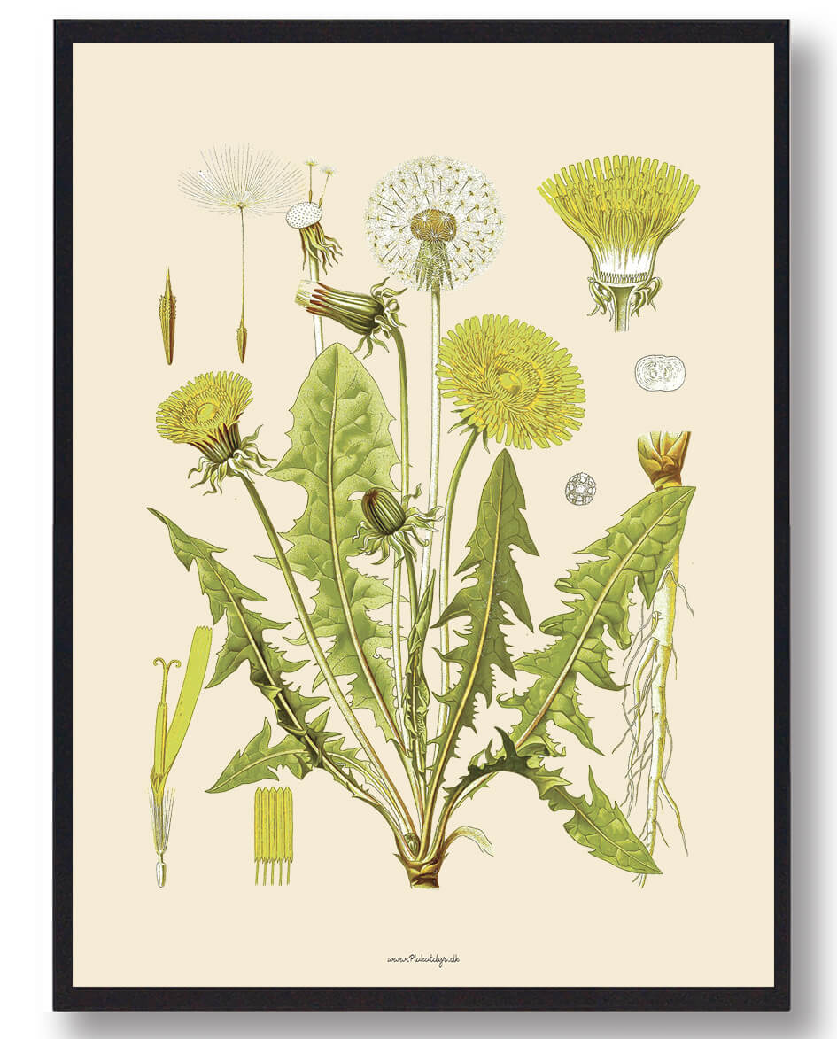 Köhler Apos Naturplakat med Medizinalplanter