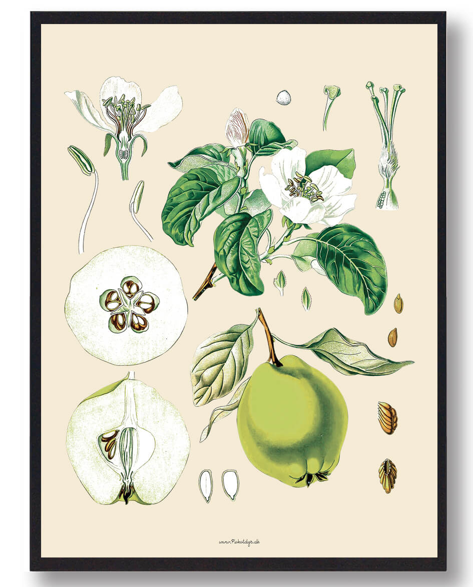 Köhler Apos Medicinalplanter Naturplakat - Nostalgisk Design