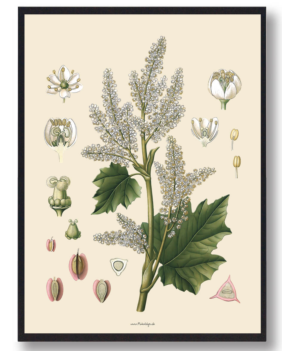 Köhler Apos Naturplakat med Medizinalplanter