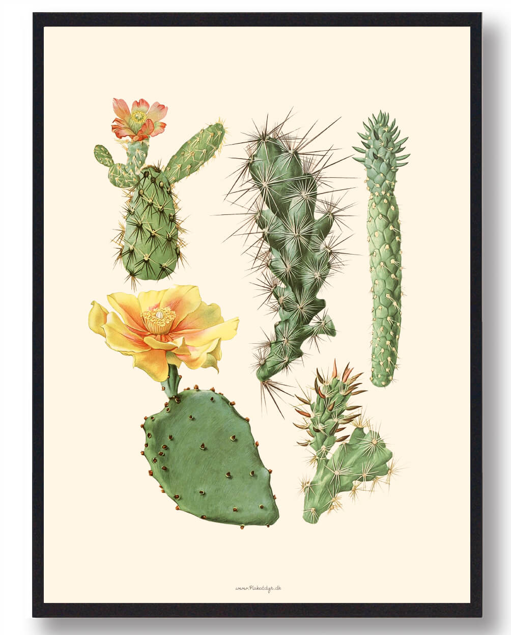 Kaktus Plakat - Naturplakat fra Plakatdyr.dk