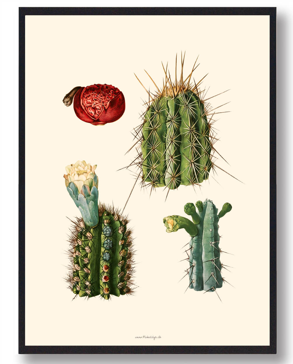 Kaktus Plakat - Naturplakat fra Plakatdyr.dk