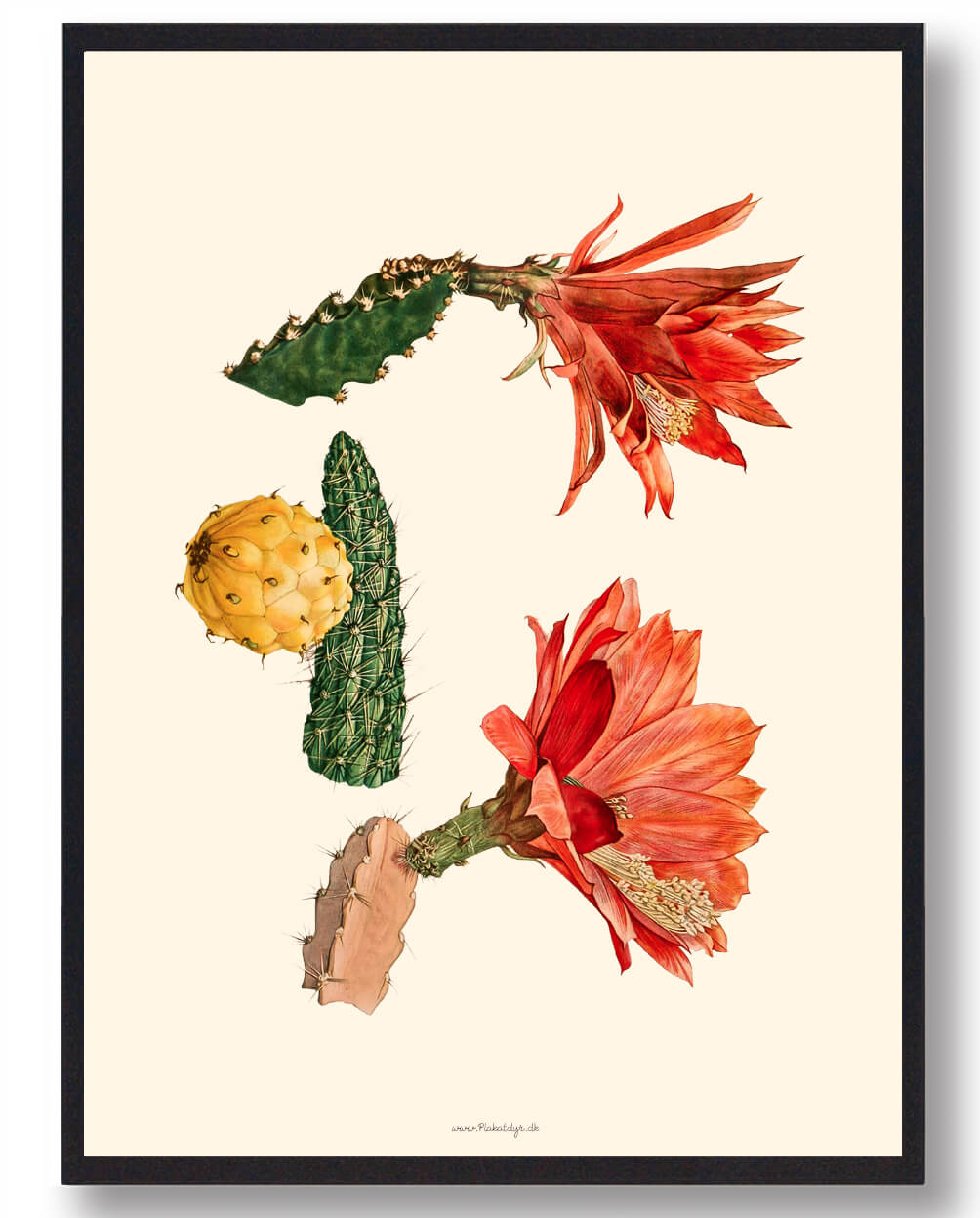Kaktus Plakat - Unik Naturplakat til Dit Hjem