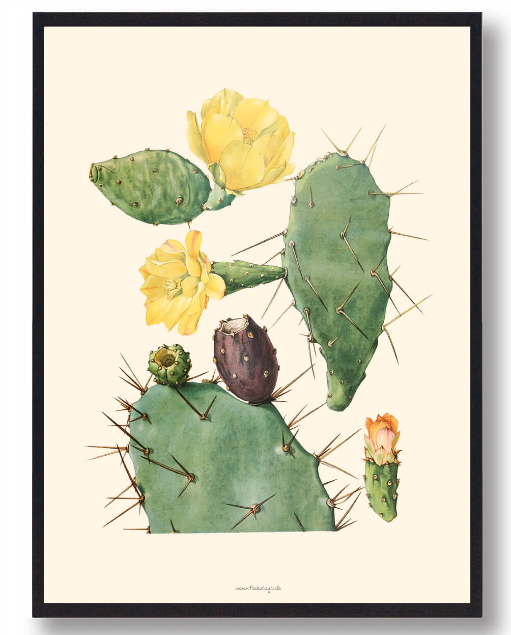 Kaktus Plakat - Smuk Naturplakat til Dit Hjem