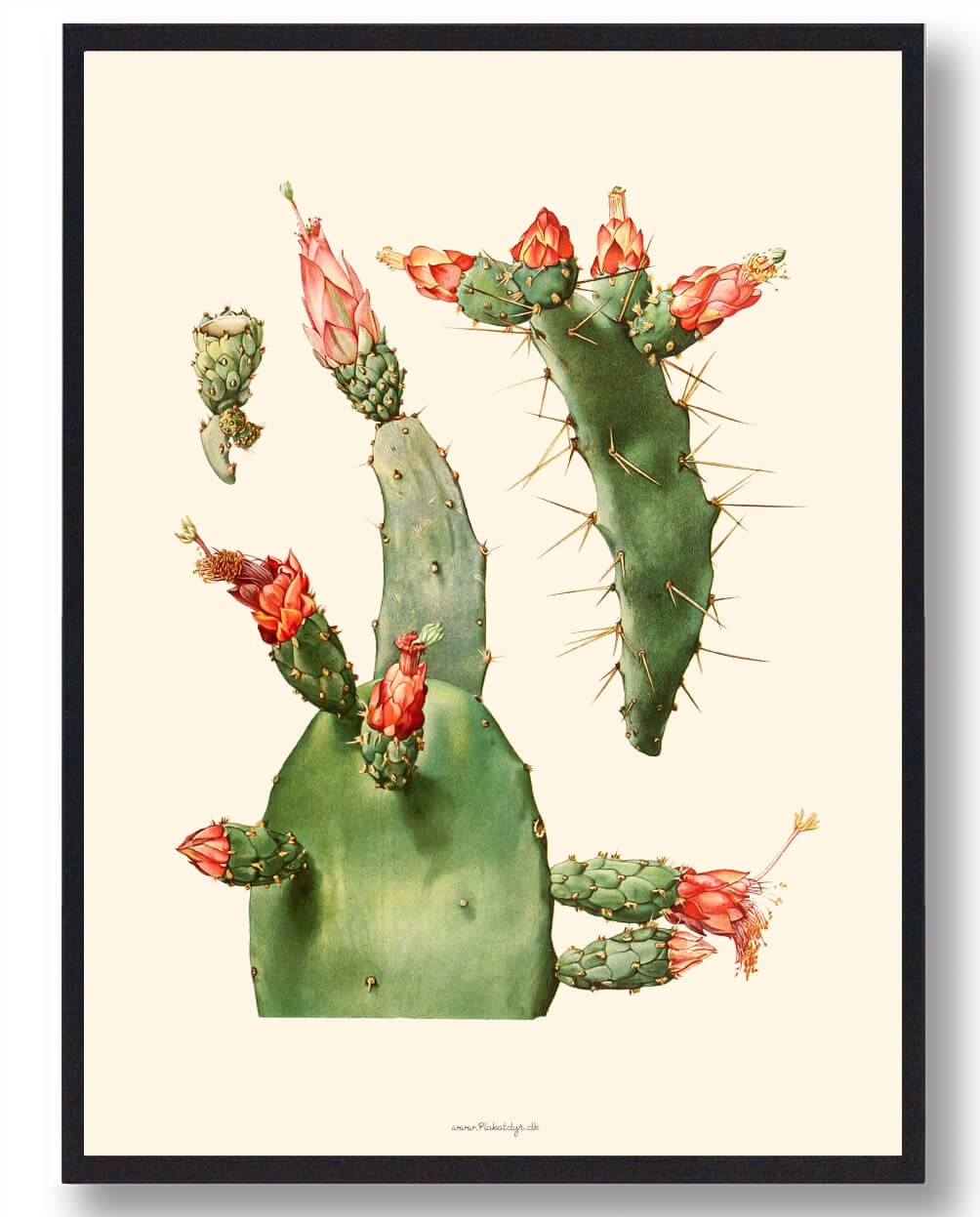Kaktus Plakat - Naturplakat til dit hjem fra Plakatdyr.dk