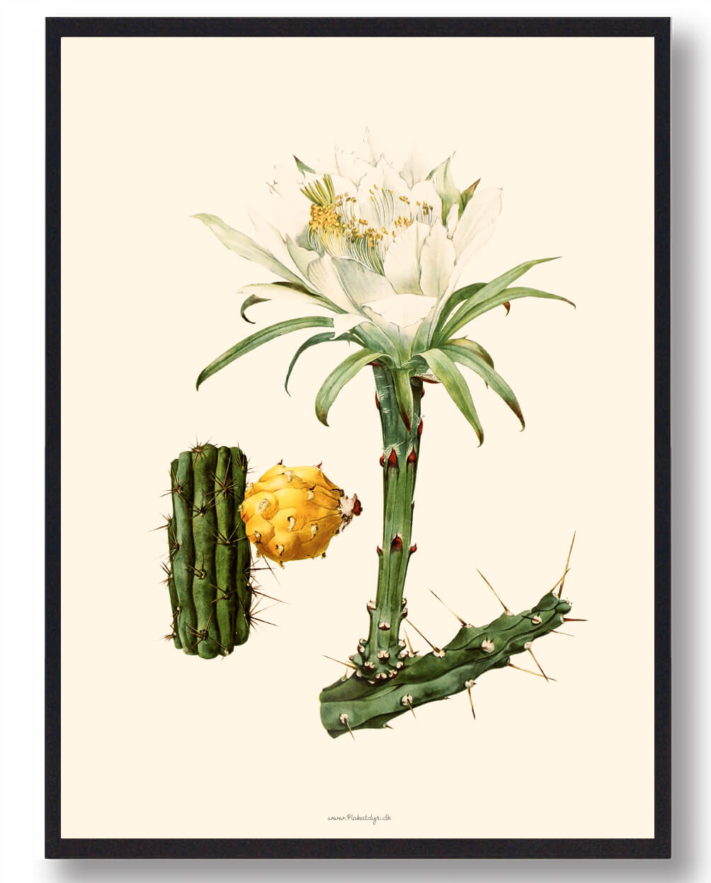 Kaktus Plakat - Naturplakat fra Plakatdyr.dk