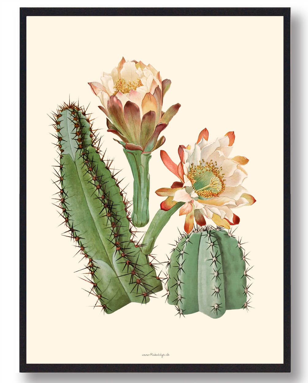 Kaktus Plakat - Smuk Naturplakat til Dit Hjem