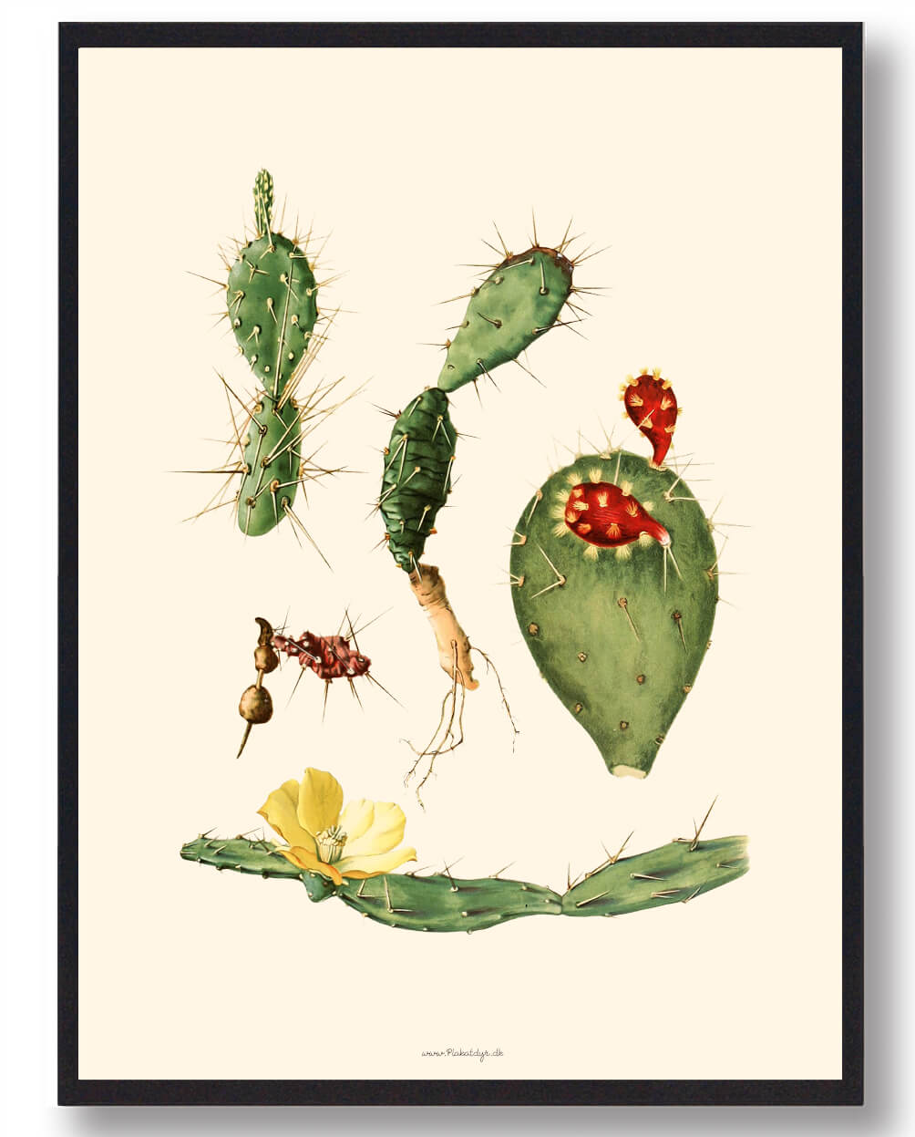 Kaktus Plakat – Smuk Naturplakat til Dit Hjem
