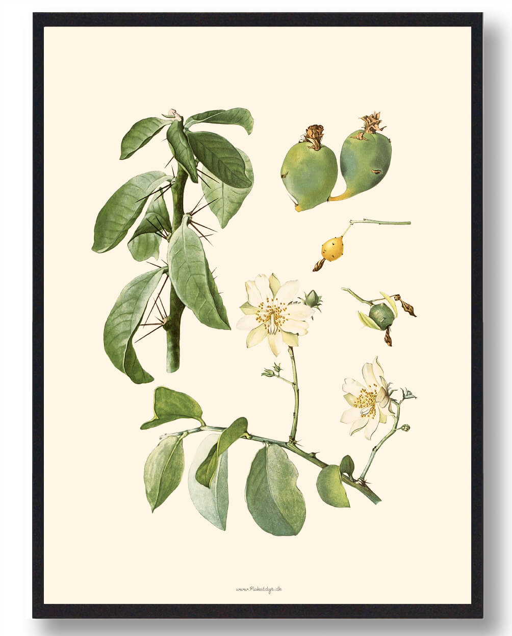 Kaktus Plakat - Naturplakat fra Plakatdyr.dk