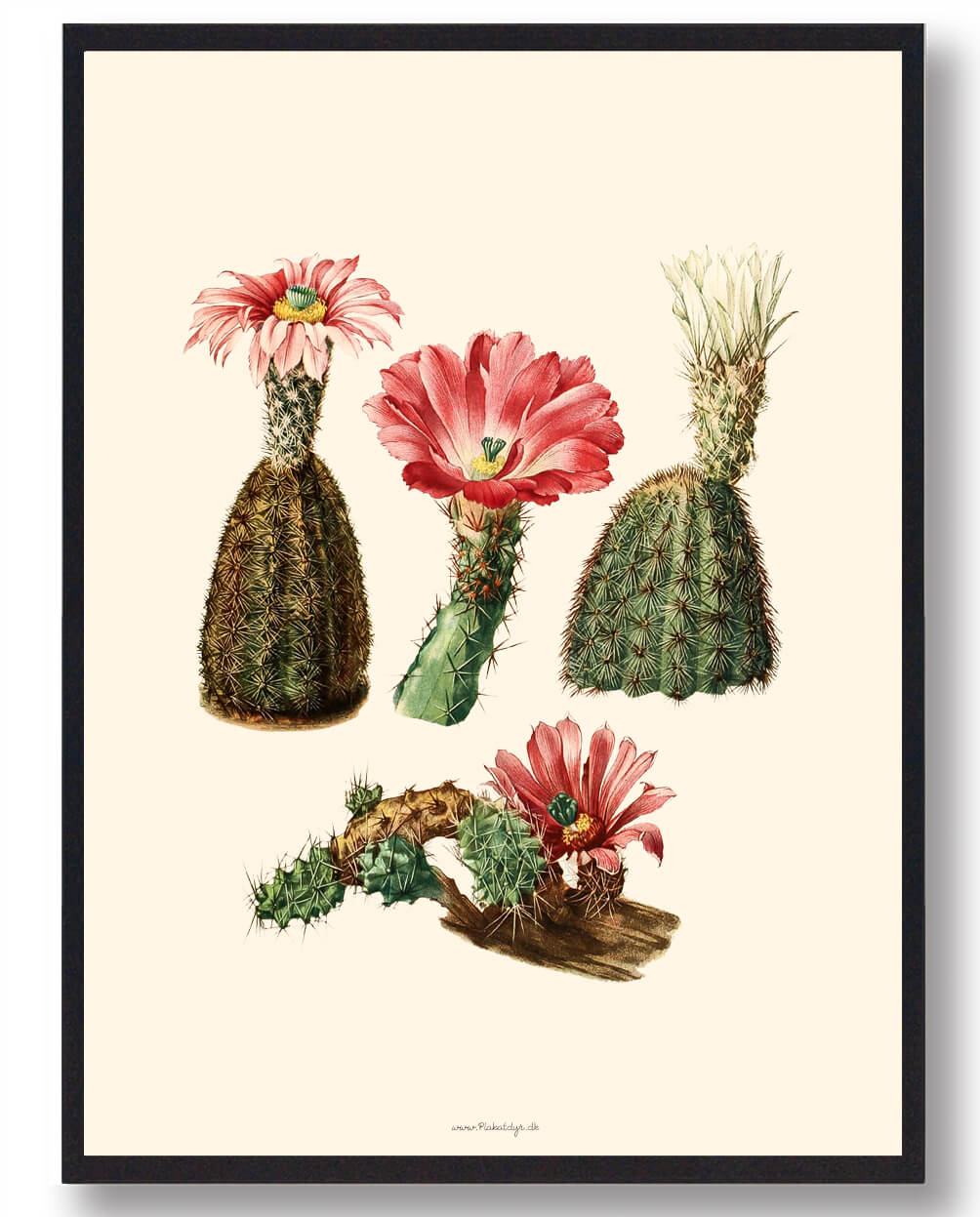 Kaktus Plakat - Naturplakat til dit hjem