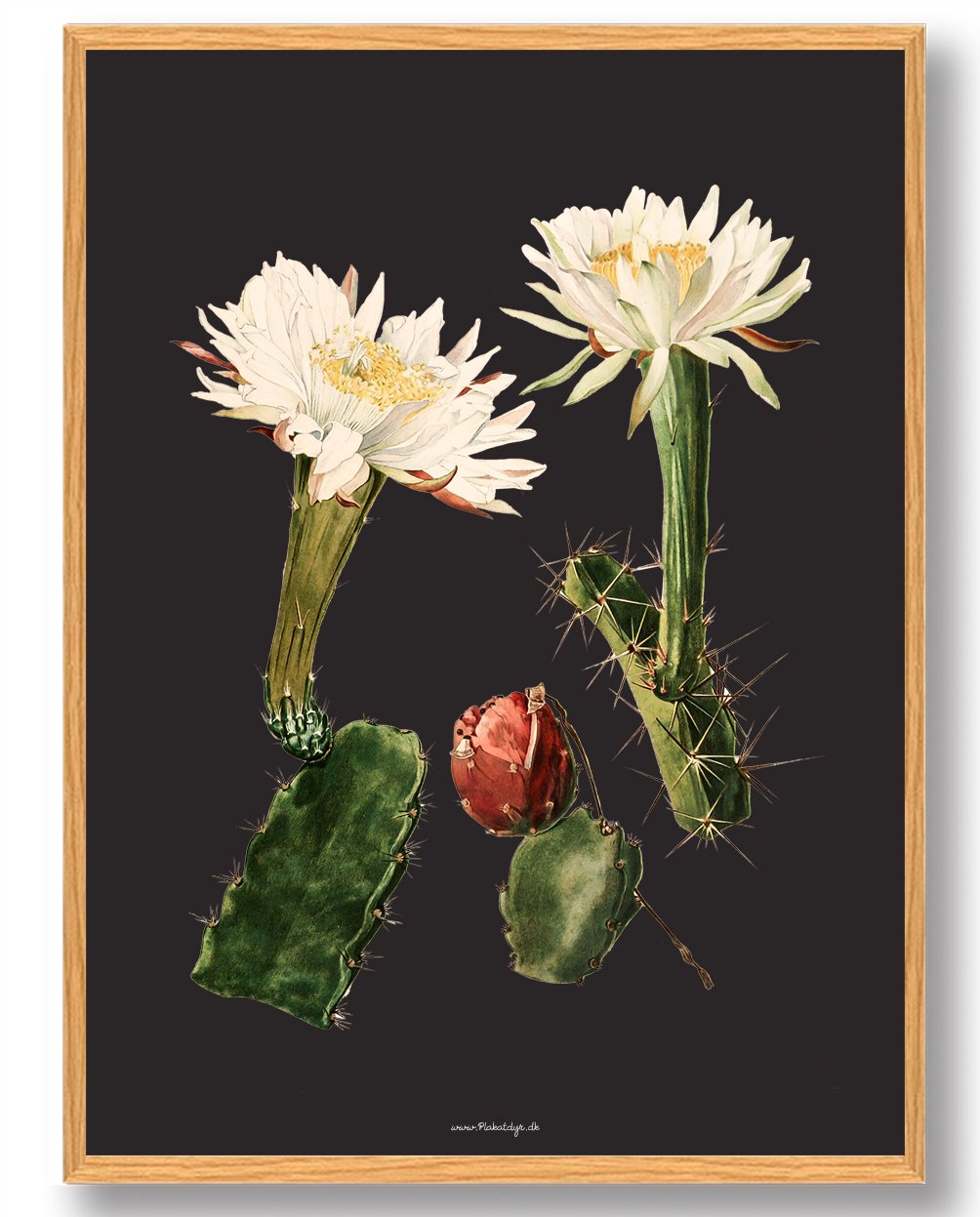 Sort Kaktus Plakat - Naturplakat til dit hjem