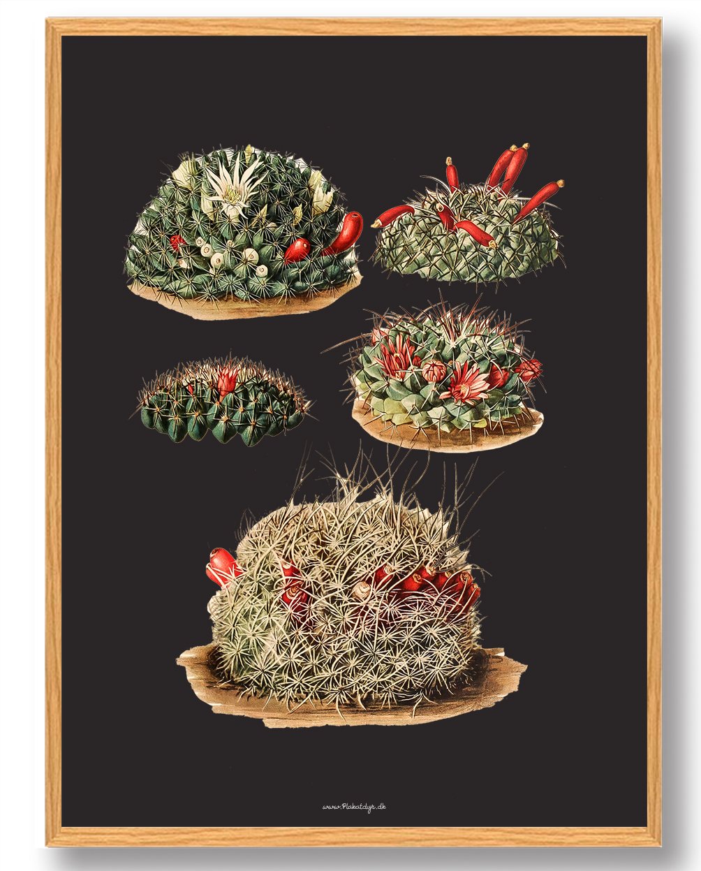 Sort Kaktus Plakat - Stilfuld Naturplakat til Dit Hjem