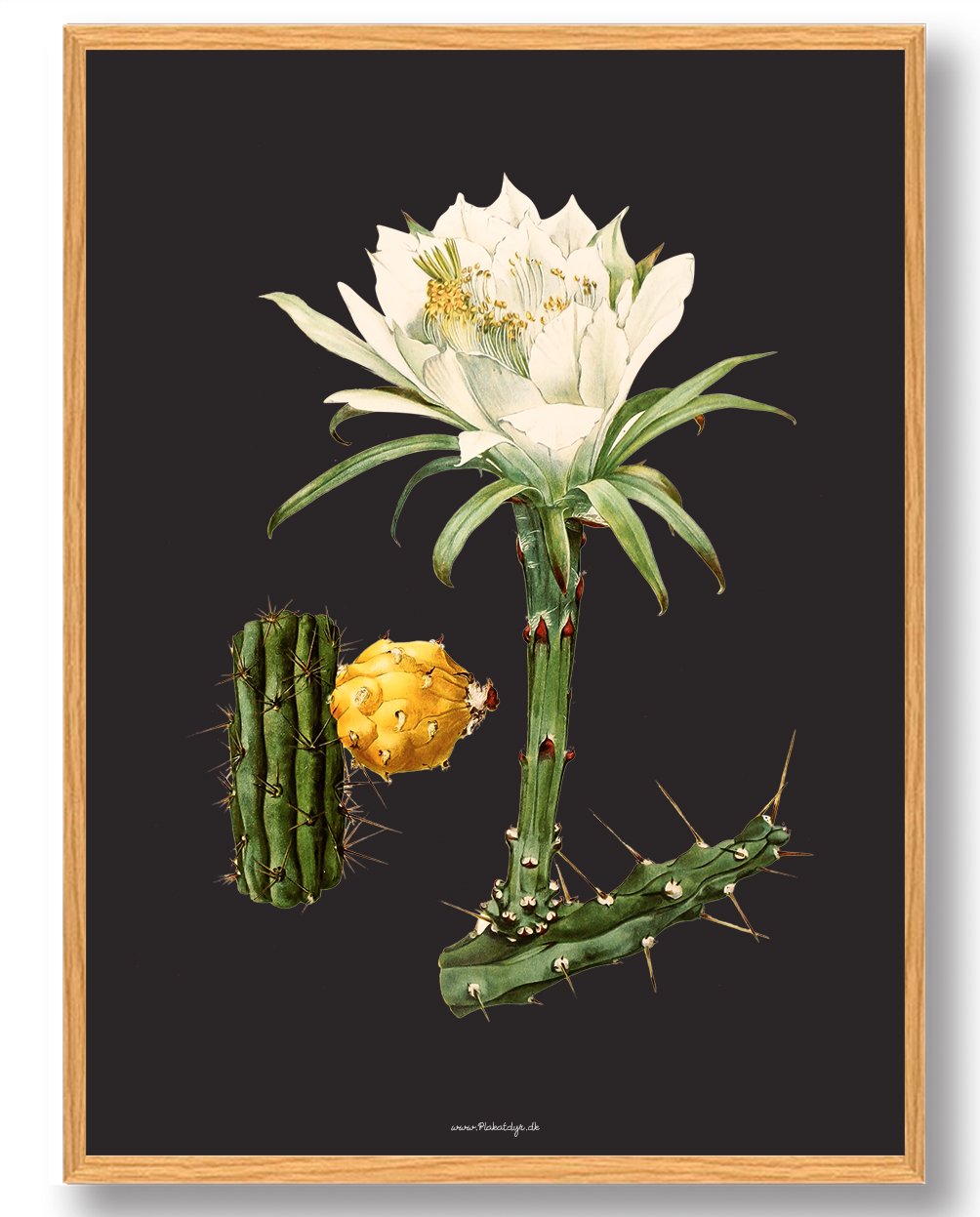 Sort Kaktus Plakat - Naturplakat Tilbud til Dit Hjem